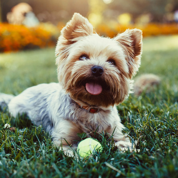 A brown dog